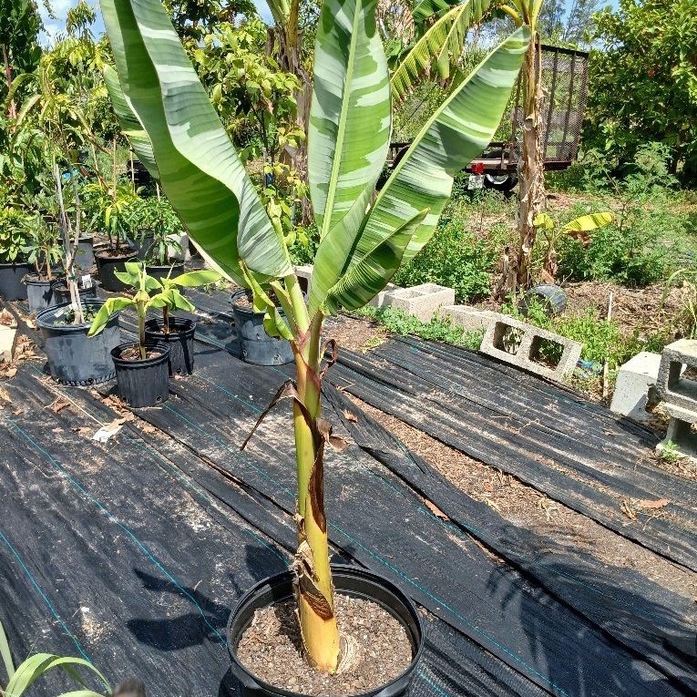 Variegated Banana Plant Potted Musa Green Yellow Houseplant Fruit Tree