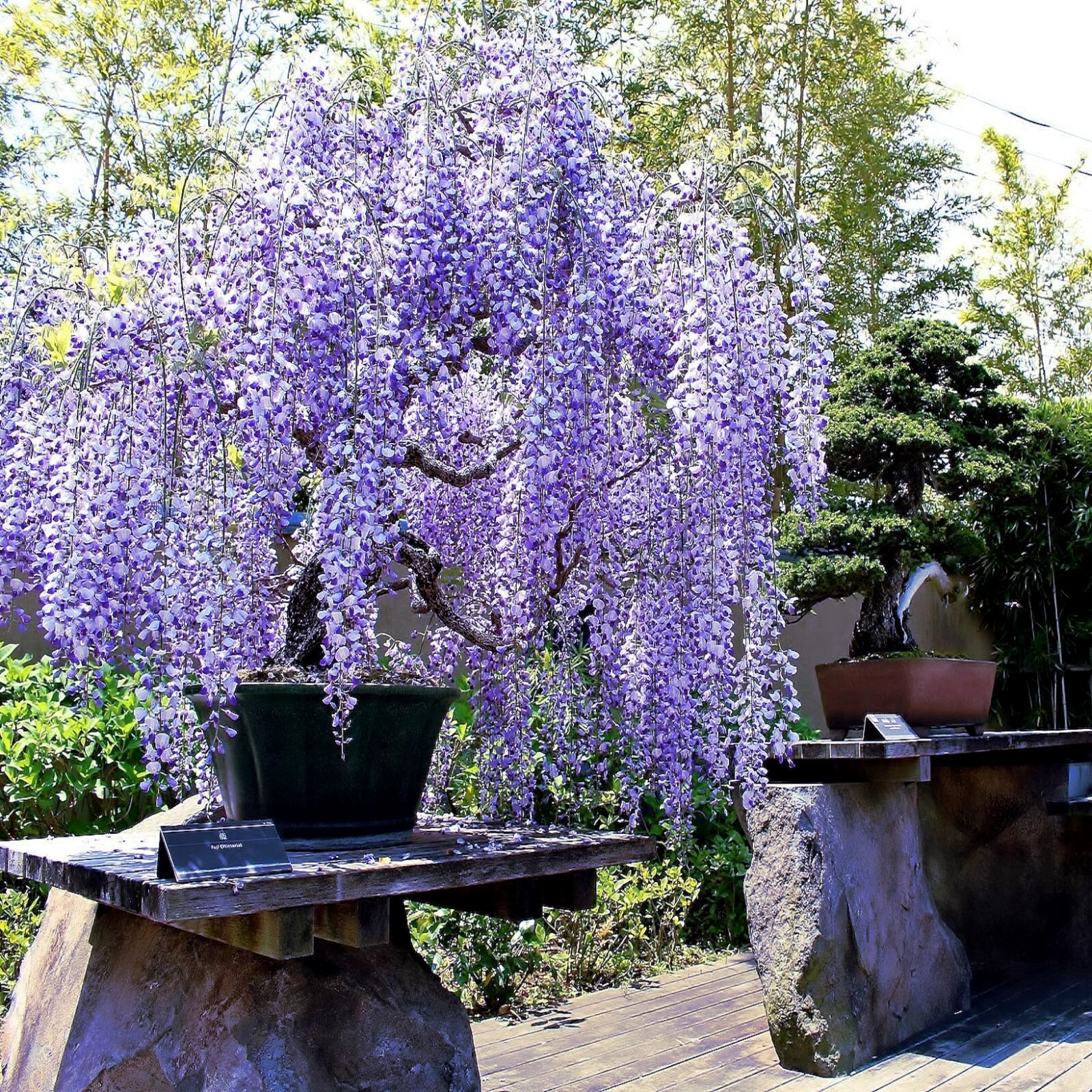 5 Chinese Blue Wisteria sinensis Tree Seeds Fast Climber Flower Vine Hardy Plant