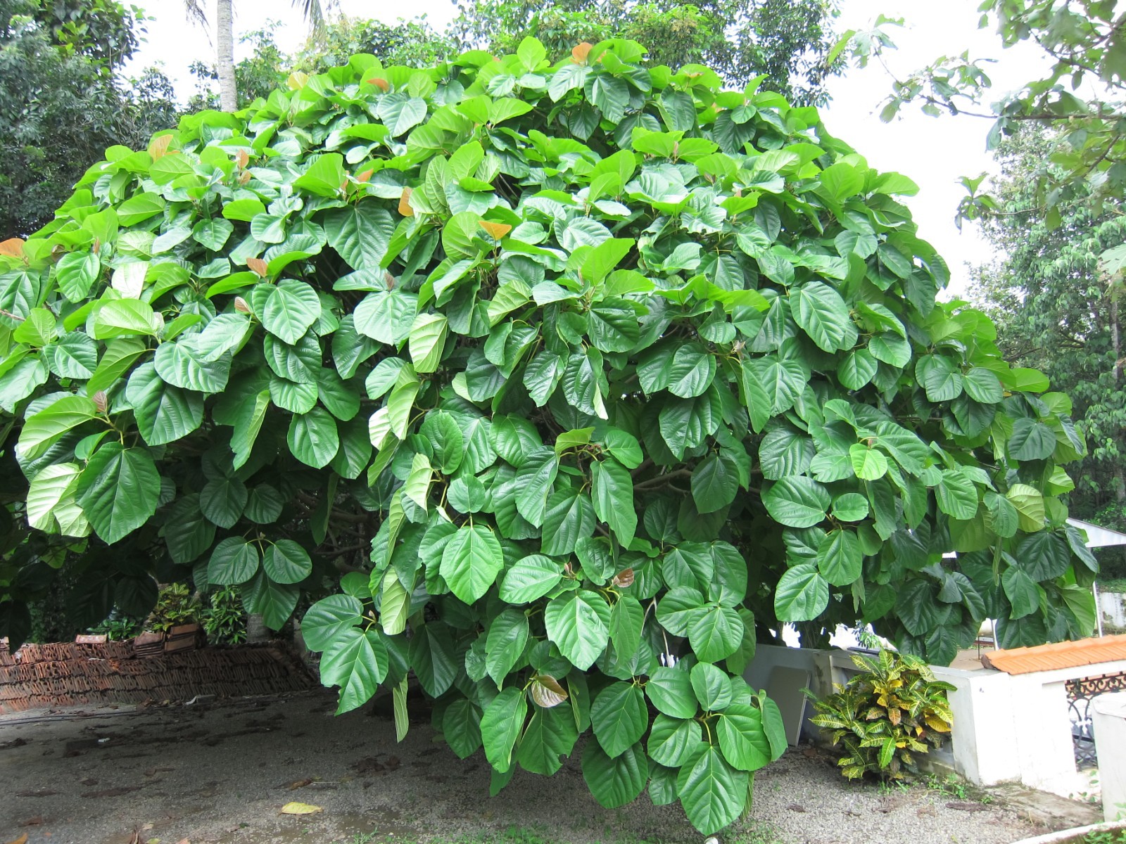 100 Organic Elephant Ear Fig (Ficus auriculata) Seeds Giant Leaf Fig Tree