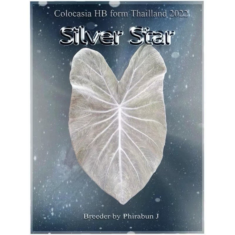 Authentic Silver Star Colocasia 1 bulb