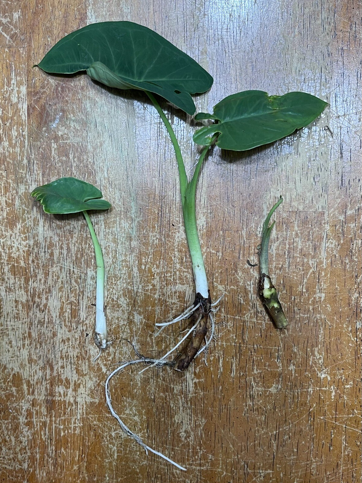 “Giant Taro” Colocasia Elephant Ear Plant 10 Bare Root Ready To Plant Guaranteed