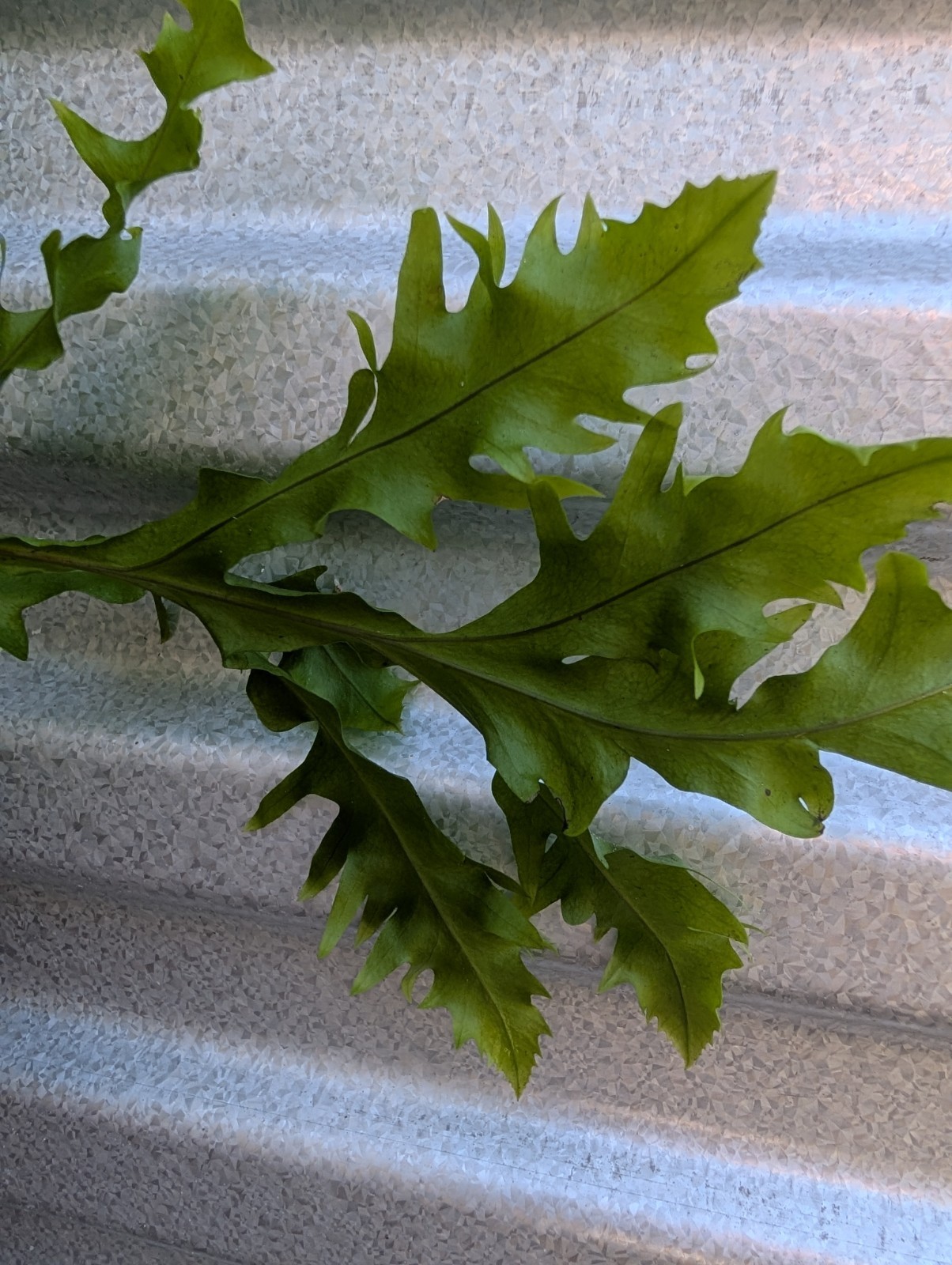 Dragon Wing Fern Exotic Live Rooted Tropical Houseplant Plants Hawaiian Sunset