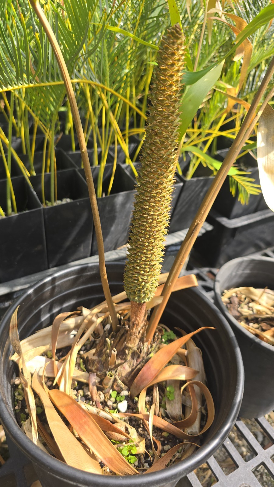 Ceratozamia Hildae , Confirmed Male In Cone, 3-4 Inch Caudex