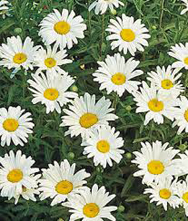 SHASTA DAISY 25+ SEEDS BEAUTIFUL BRIGHT WHITE/YELLOW FLOWER