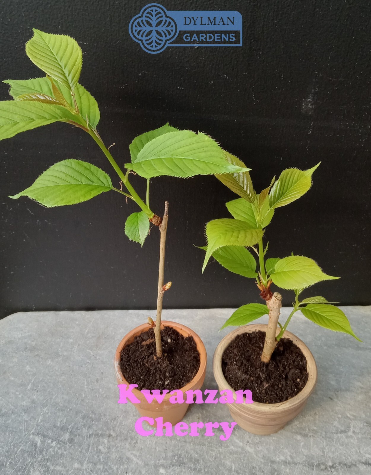 Kwanzan Cherry Tree (Prunus serrulata ‘Kwanzan’) Ornamental – Multiple Sizes