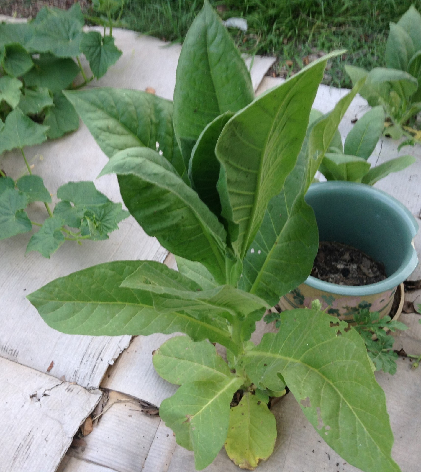 Criollo 98 Tobacco seeds (1000+ per packet)