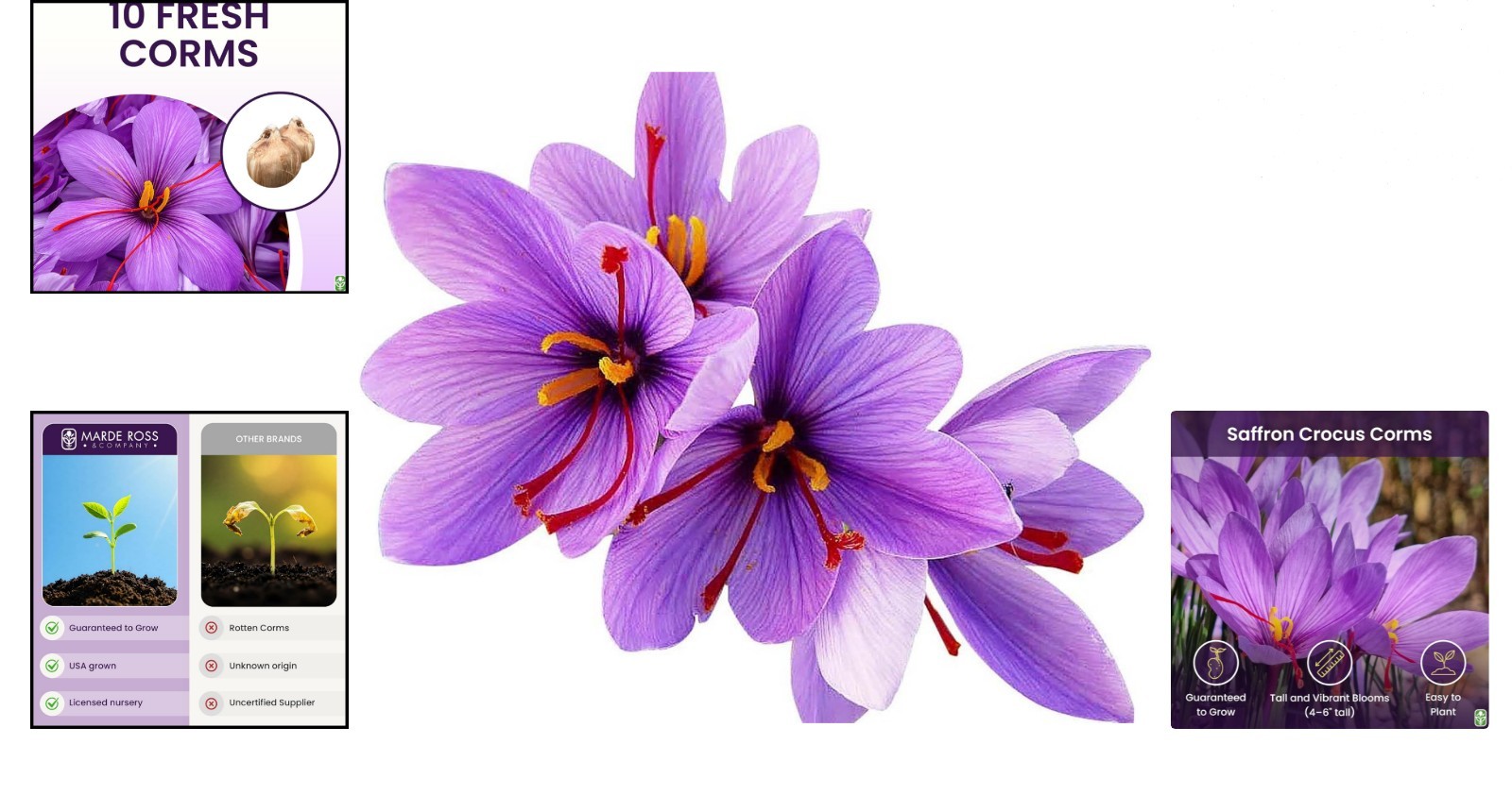 Beautiful Purple Saffron Crocus Corms for Gardens – 10 Count, Perennial Blooms