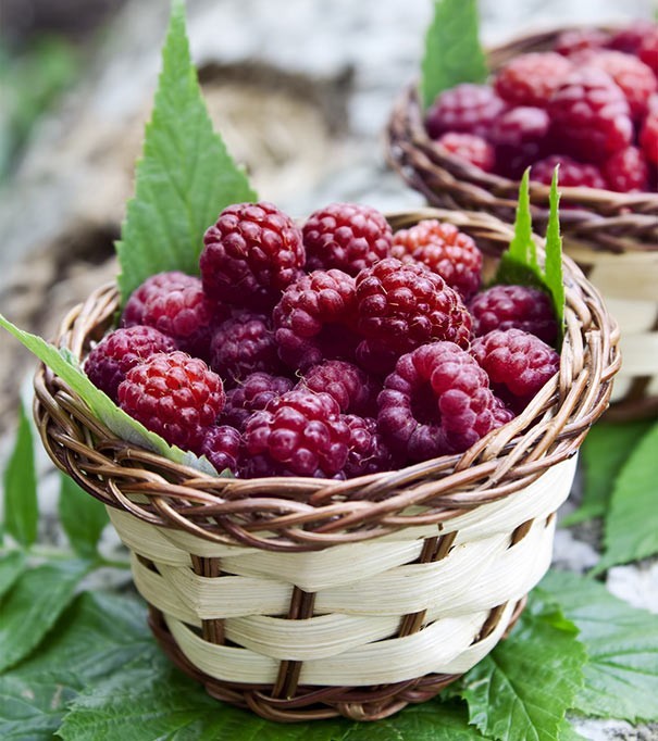 3 Raspberry Plants “Royalty Purple” (3 Lg 1 Year Old Plug Plants) Zones: 5-9