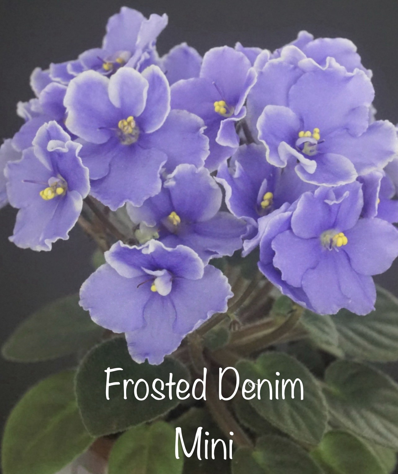 Buyers Choice Mini/Semi Mini Violet 3 Plant Collection. FREE SHIPPING!!!