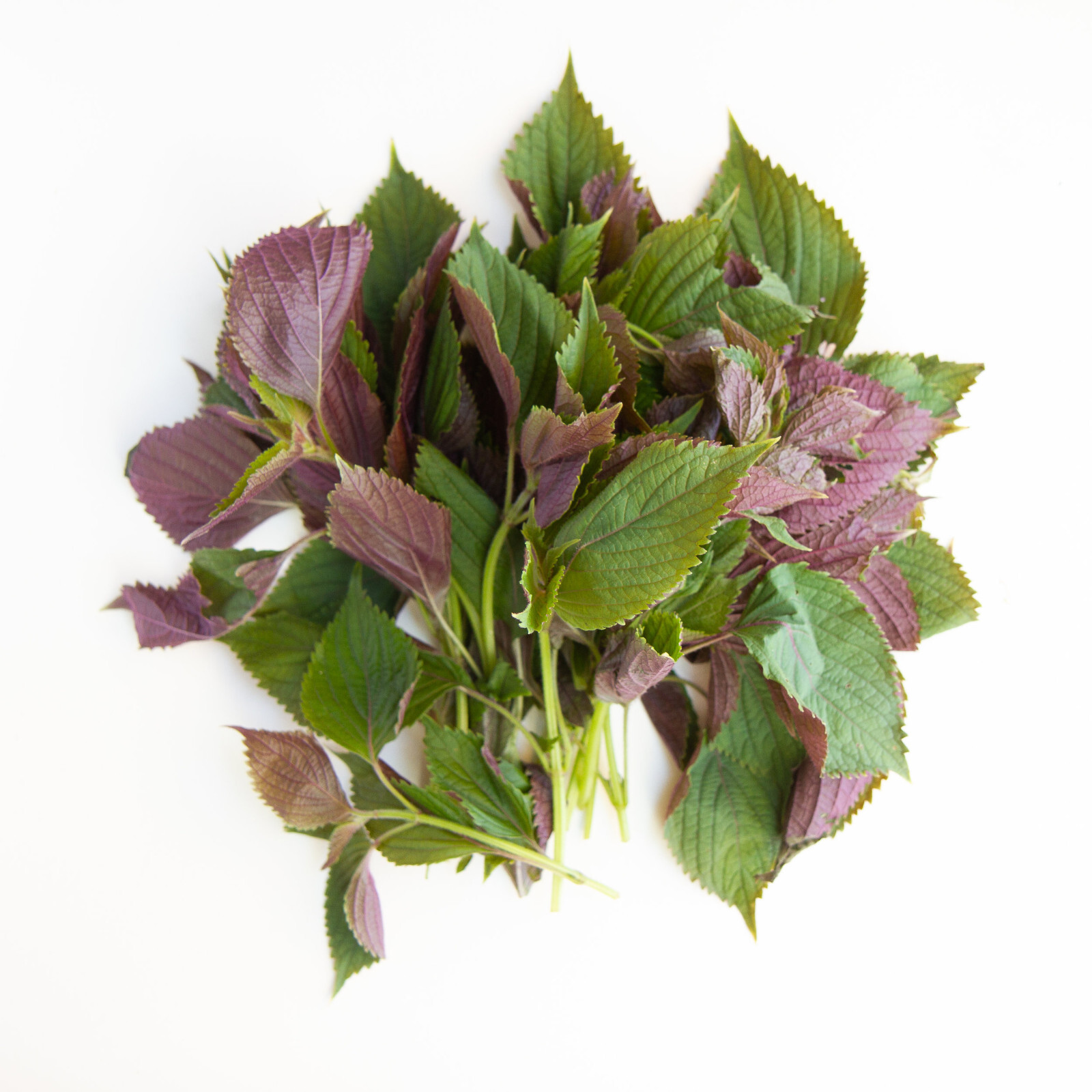 Shiso Seeds, Perilla, Tía Tô, NON-GMO, Variety Sizes