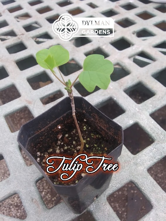 Tulip Tree (Liriodendron tulipifera) Whitewood – Tulip Poplar – Multiple Sizes