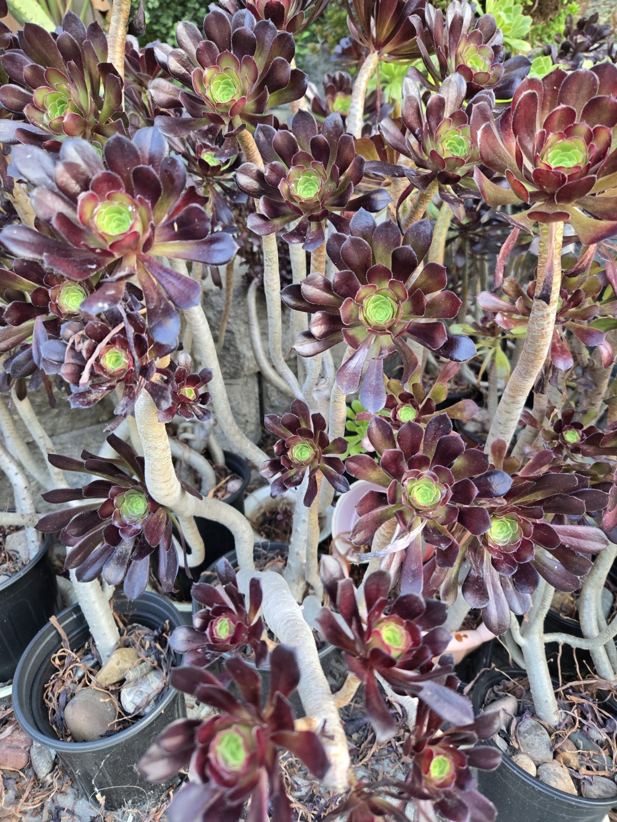 Two Aeonium arboreum ‘Atropurpureum’ Purple Rose Plants