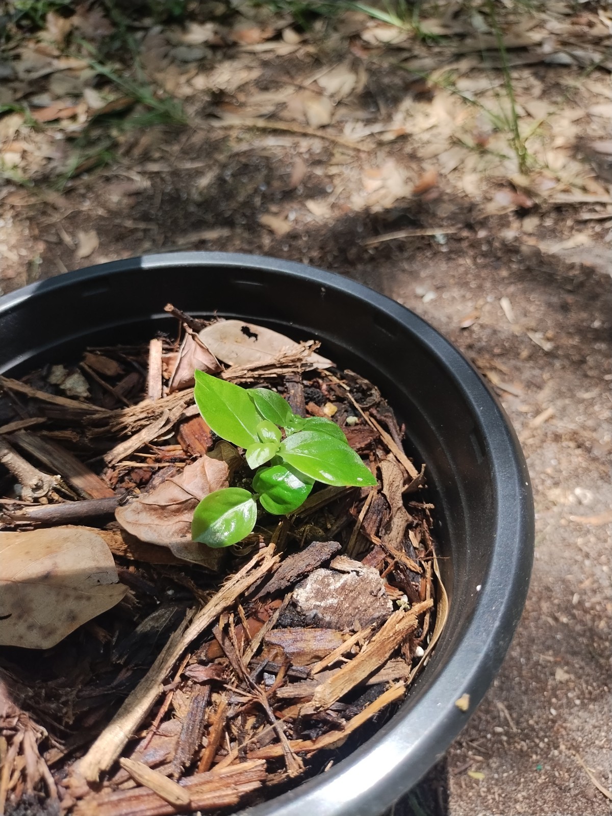 2 Plant Combo South American Psychotria V. And B. Caapi Plant In Same Pot # 2