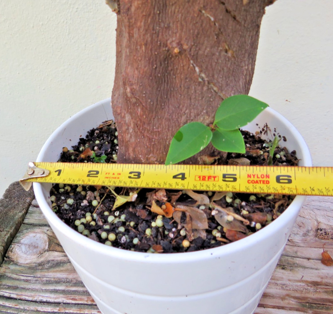 Live Bougainvillea Pink Pixie flowering plant, Thick Trunk Tropical Bonsai tree