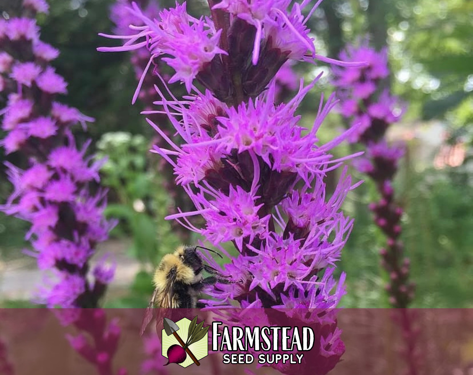 500+ Marsh Blazing Star Seeds | Native Wildflower Flower Garden, Liatris spicata