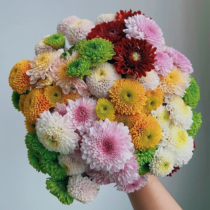 200 PCS Mixed Perennial Chrysanthemum Seeds.