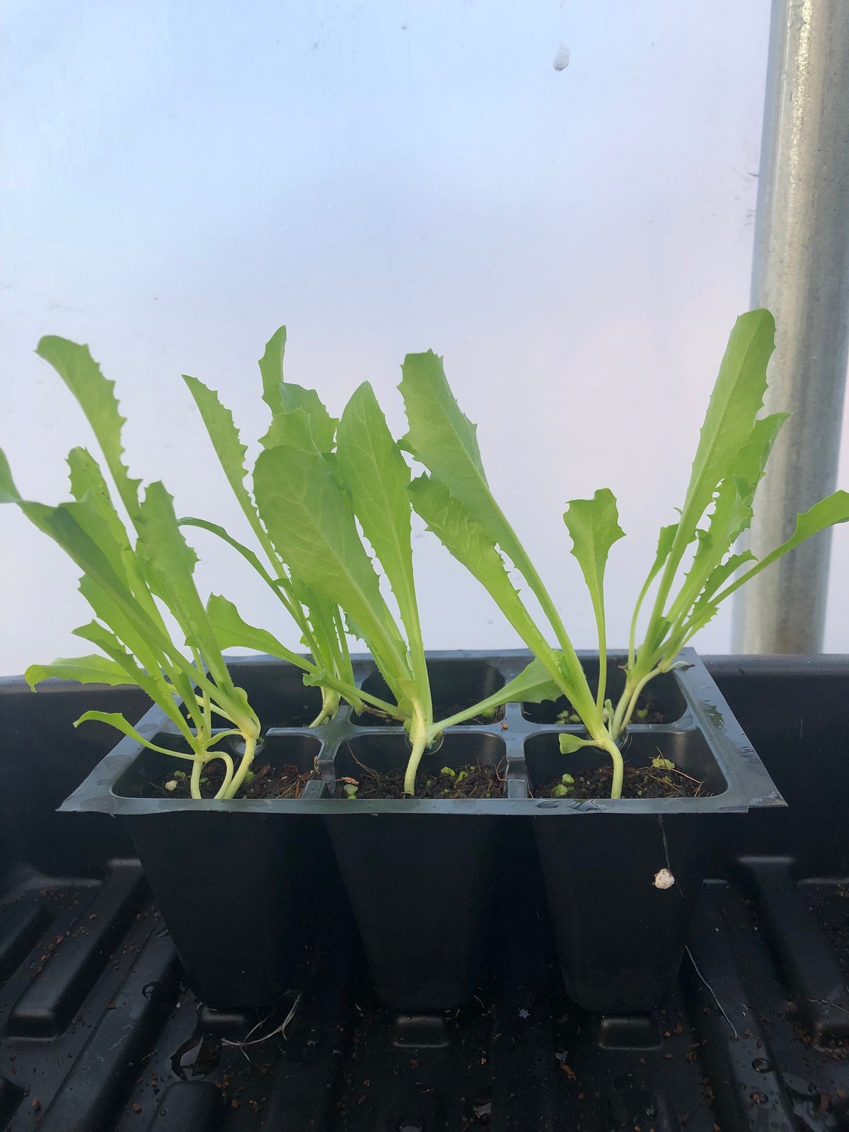 Endives Live Plant – Seedlings/Plugs and Plants – 3″- 12″ tall – 30-60+ days old