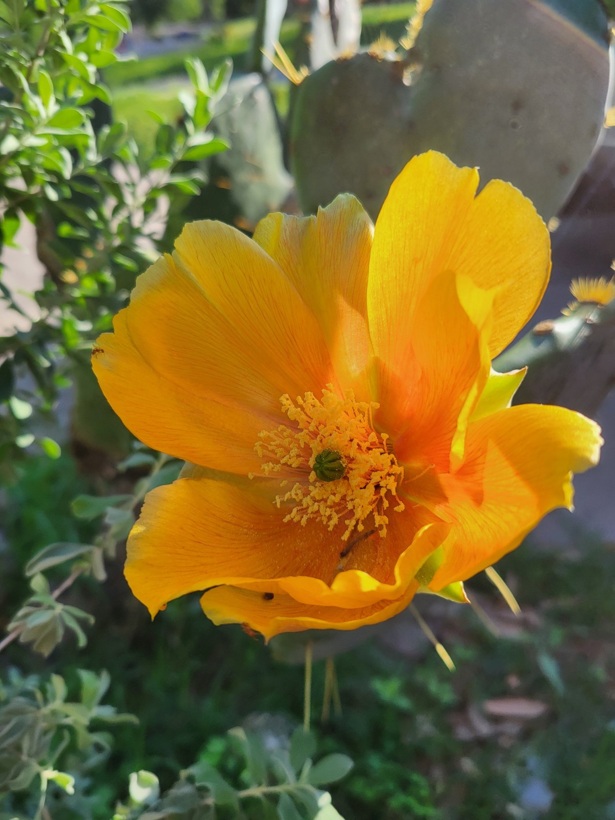 1 Nice Pad Opuntia engelmannii West Texas PRICKLY PEAR CACTUS nice yellow blooms