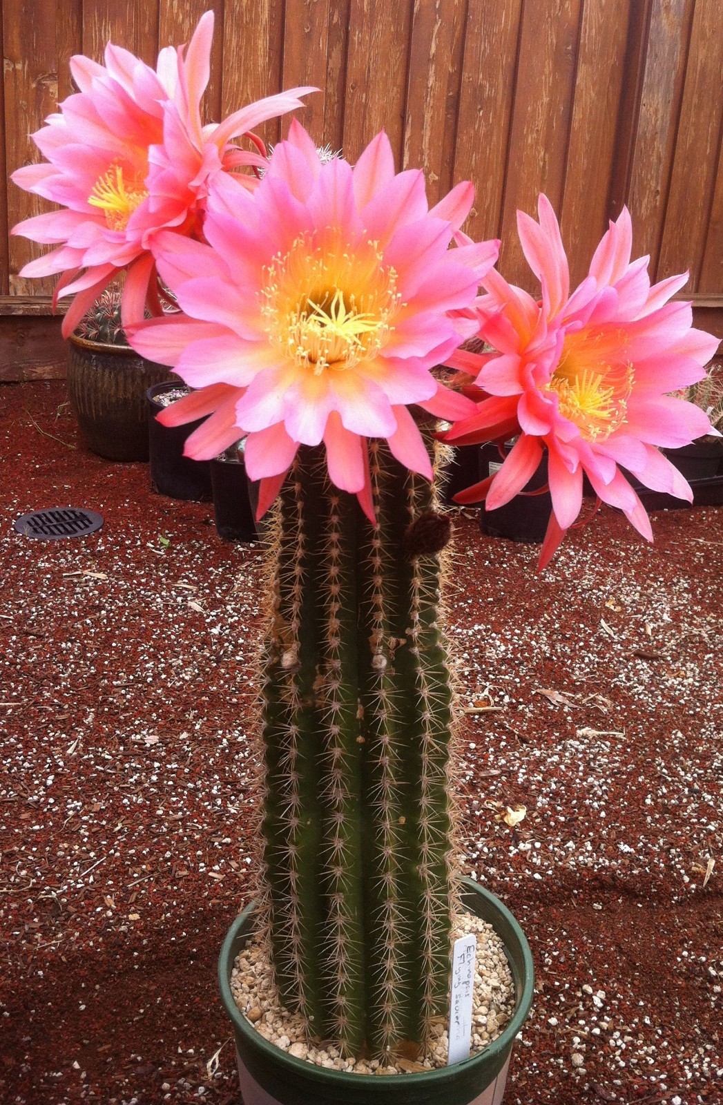 Echinopsis hybrid ‘Flying Saucer’, medium cured rootless stem B