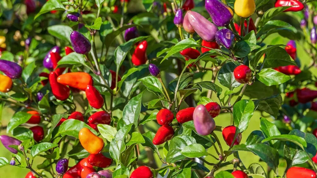 Chinese Five Color Ornamental / Edible Hot Pepper 30 Seed 2024 harvest