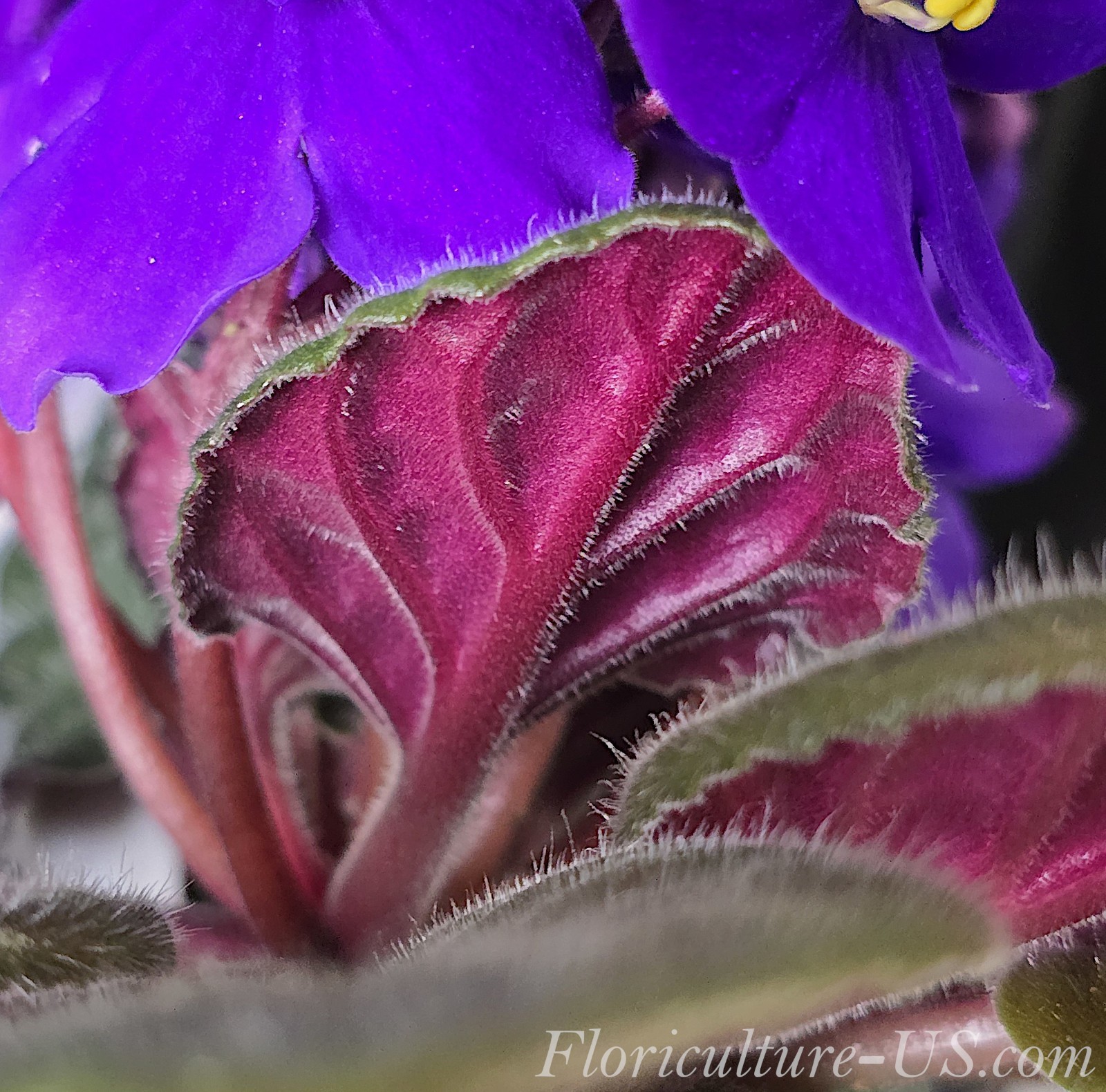 Two (2) live leaf cuttings of Saintpaulia (African Violet), Fresh cut leaves