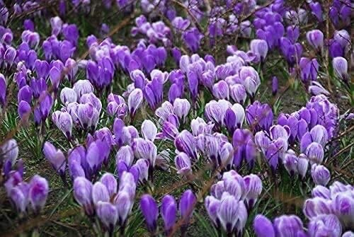 Blue Moon Crocus Mix Vibrant Purple and Blue Blooms 40 Large Bulbs to Grow