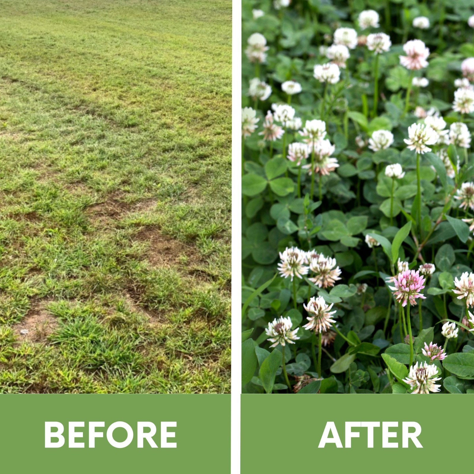 Dutch White Clover Seed, Easy Spread Shaker, Organic Coated, Low Maintenance