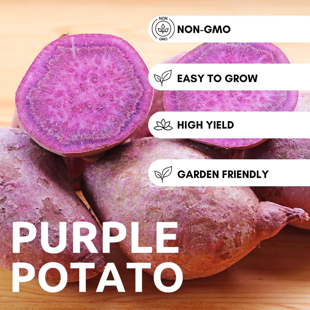 Purple Majesty Seed Potatos for Planting – Garden (10 Pounds)