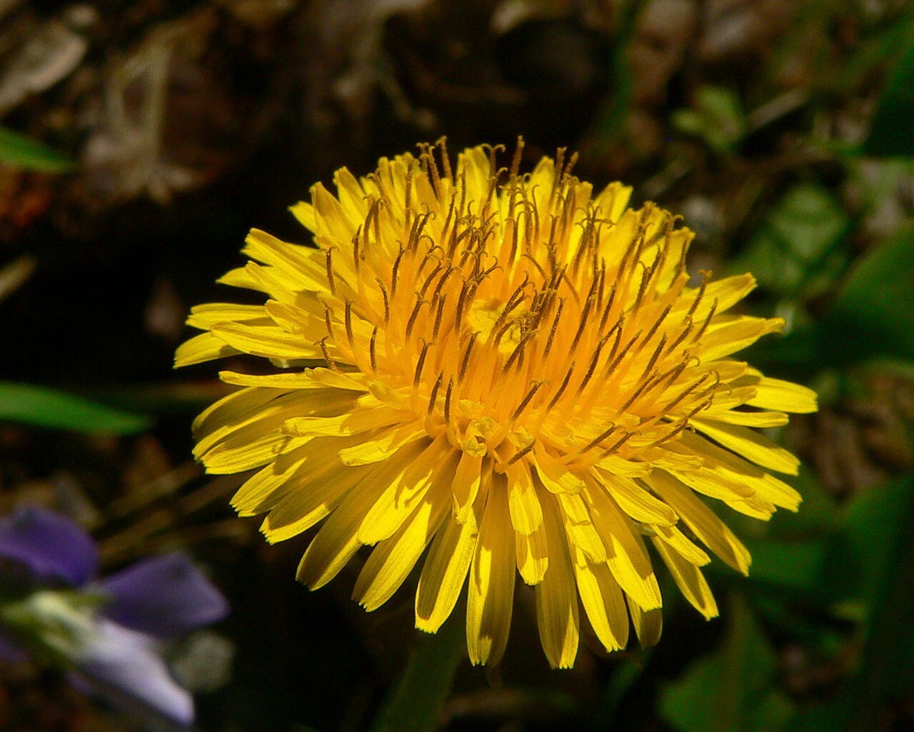 1000+ Dandelion Seeds 2024 | Perennial Herb Garden Flower Permaculture Free Ship