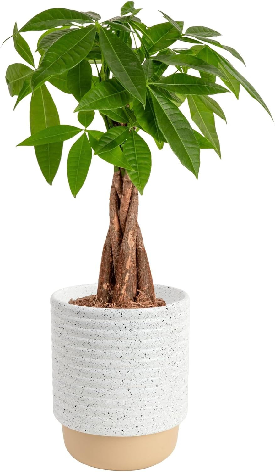 Money Tree (Pachira Aquatica) Live Indoor Bonsai-Style Plant, 12-16 Inches Tall,