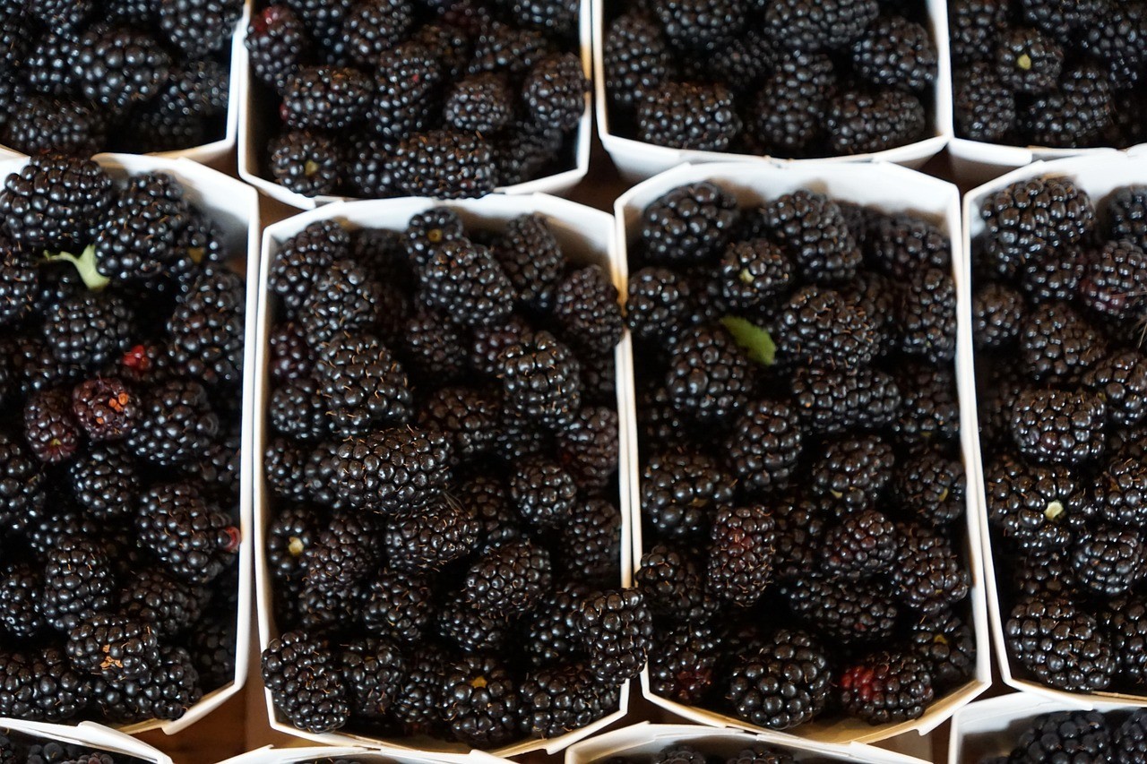 5 COUNT Ouachita THORN LESS BLACKBERRY Un- ROOTED Cuttings -We Use Organic Soil.