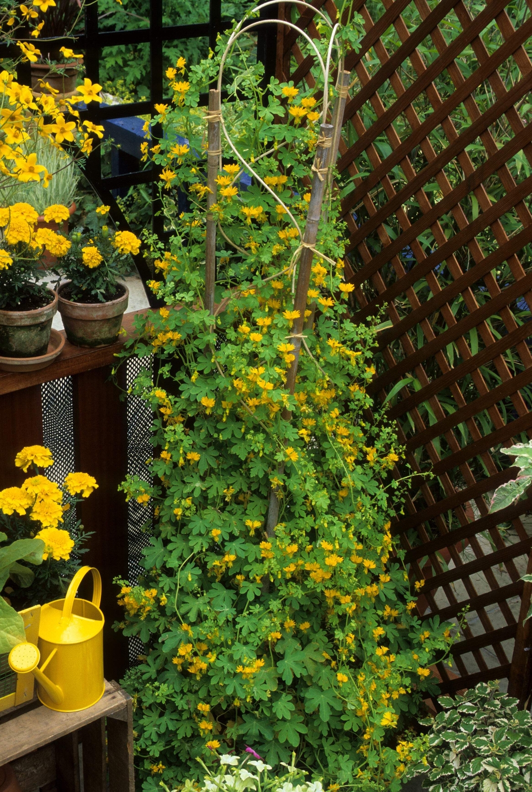 10 CANARY CREEPER NASTURTIUM Vine Tropaeolum Peregrinum Yellow Bird Flower Seeds