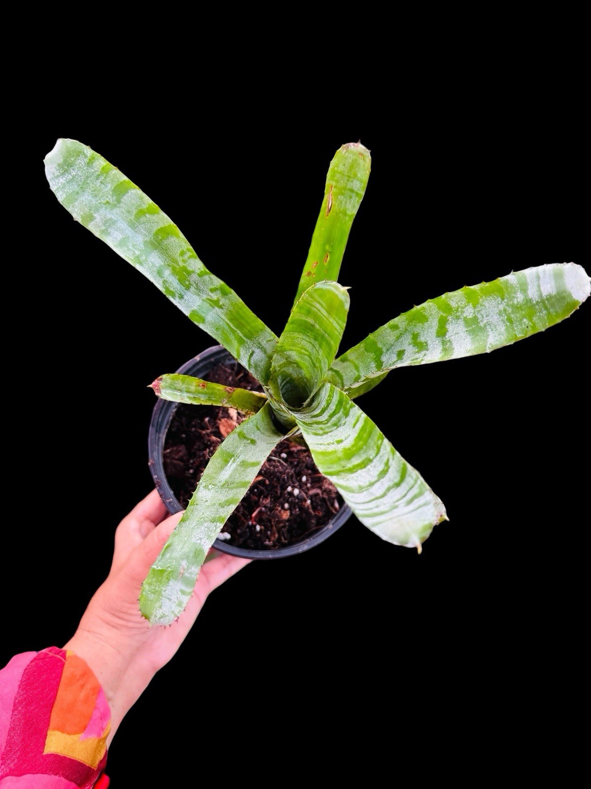 Aechmea Green Chantini Silver White Banded Tropical Beauty Collector