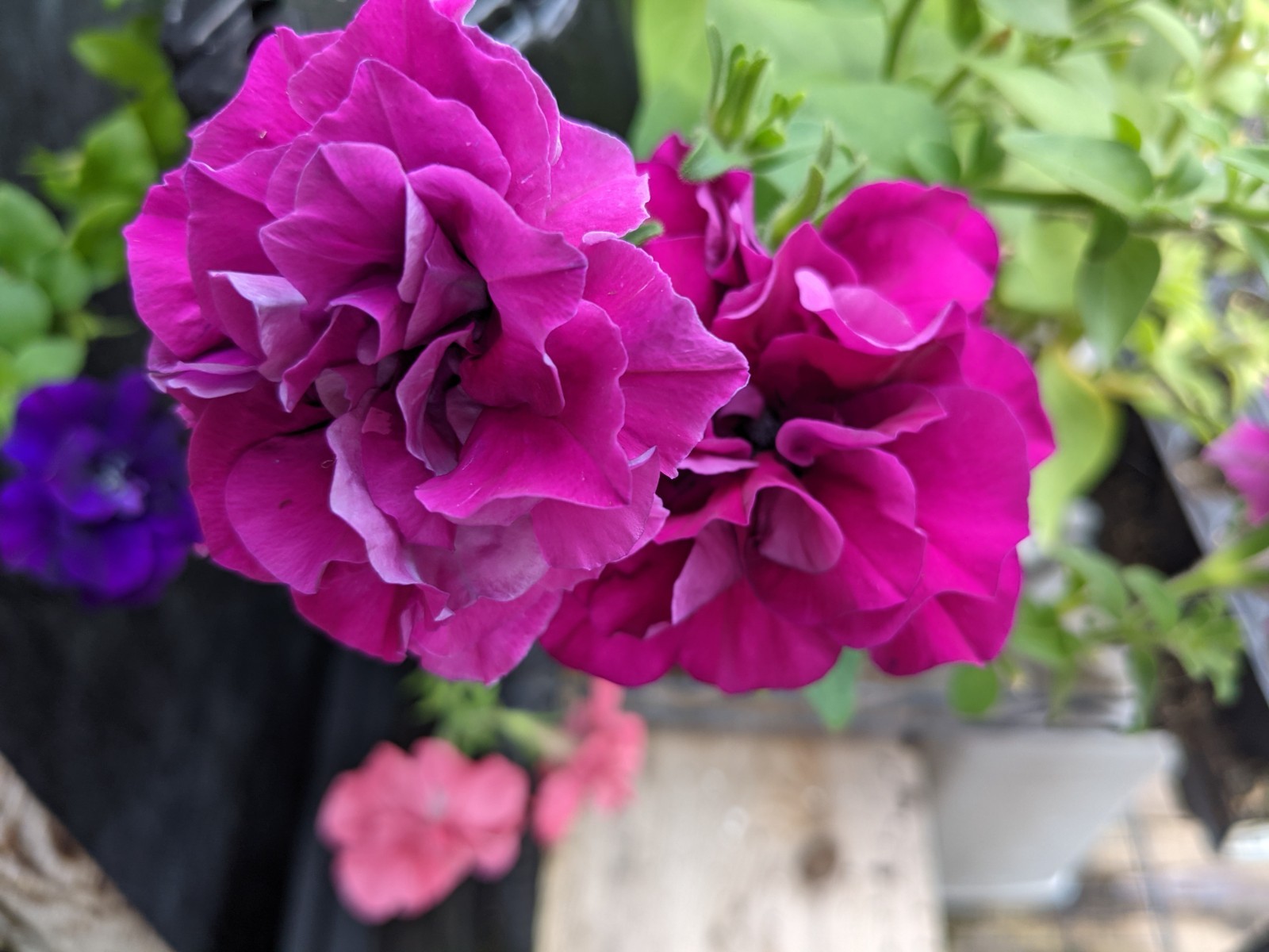 Petunia Double Madness Live Annual Plants/Plugs, 10 “baby” Plants Per Offer