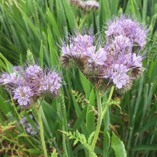 500 to 5,000 Lacy Phacelia Purple Tansy Flower Seeds Fresh Organic Tanacetifolia
