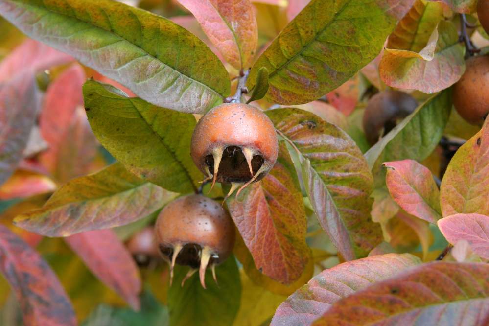 Showy Medlar, Mespilus germanica, Tree Seeds (Edible)