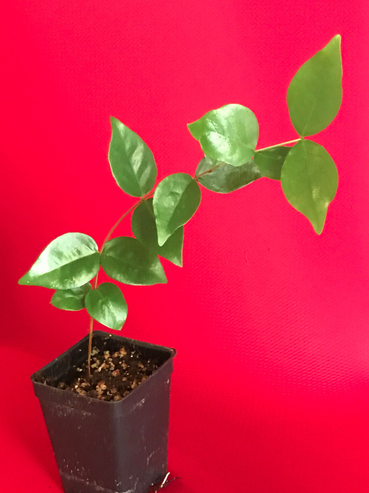 Surinam Cherry Black Eugenia Uniflora Pitanga PLANT Fruit Tree Potted 3-7″