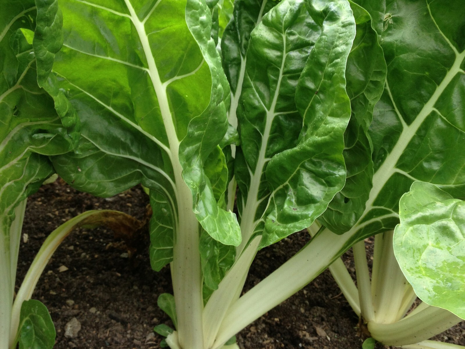 Swiss Chard Seeds