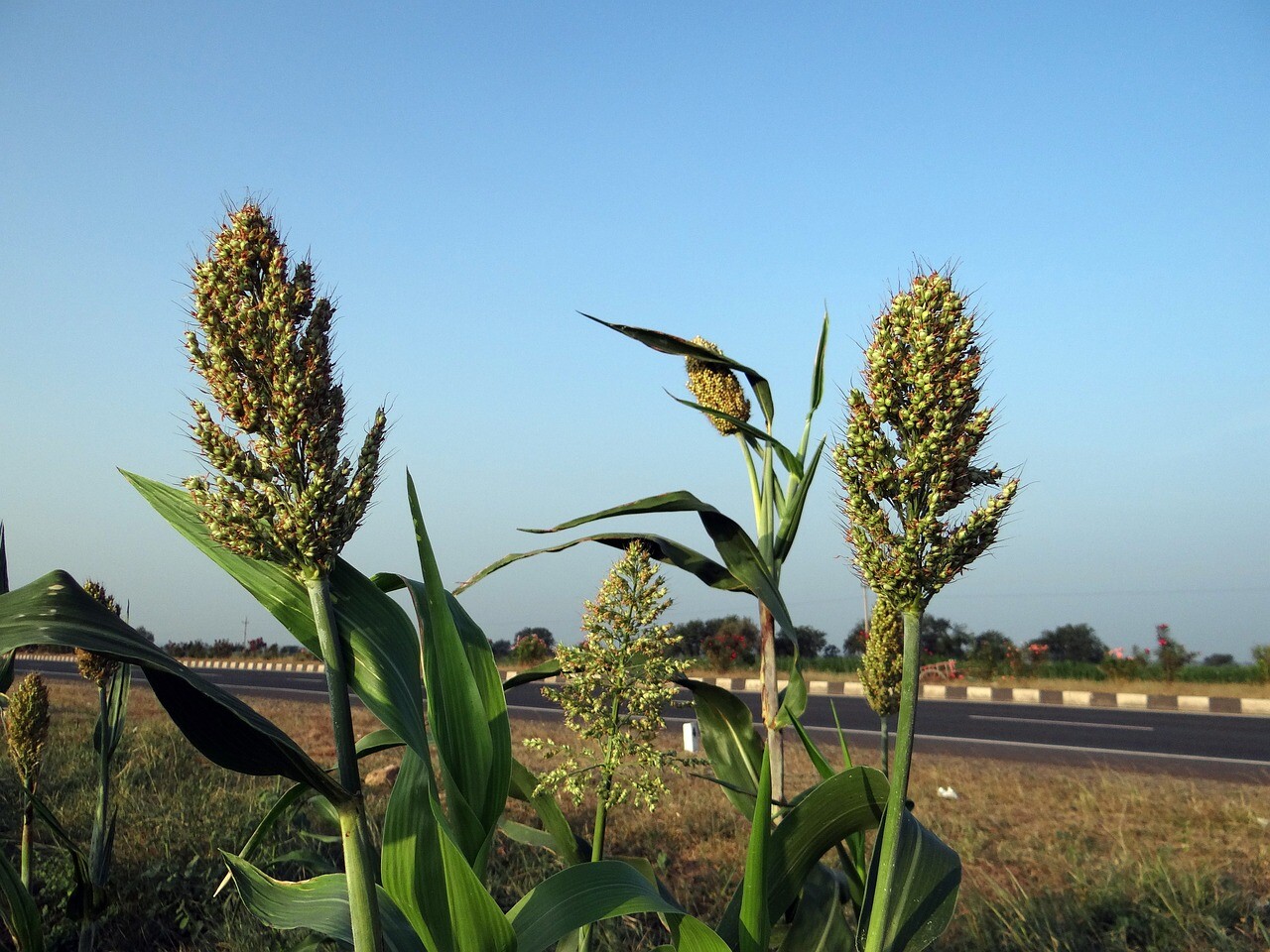 WGF Sorghum Seeds for Planting – High Yield, Drought Tolerant, Wildlife Forage