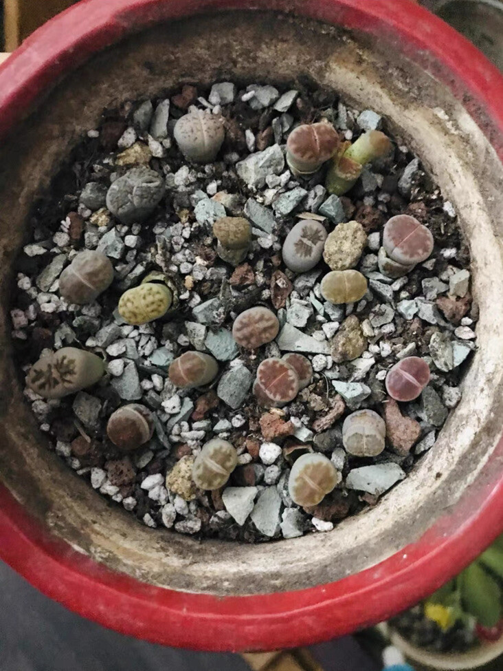 40pc Living stone Lithops succulent plant Size (0.2-0.3)inch bare Root-shipping