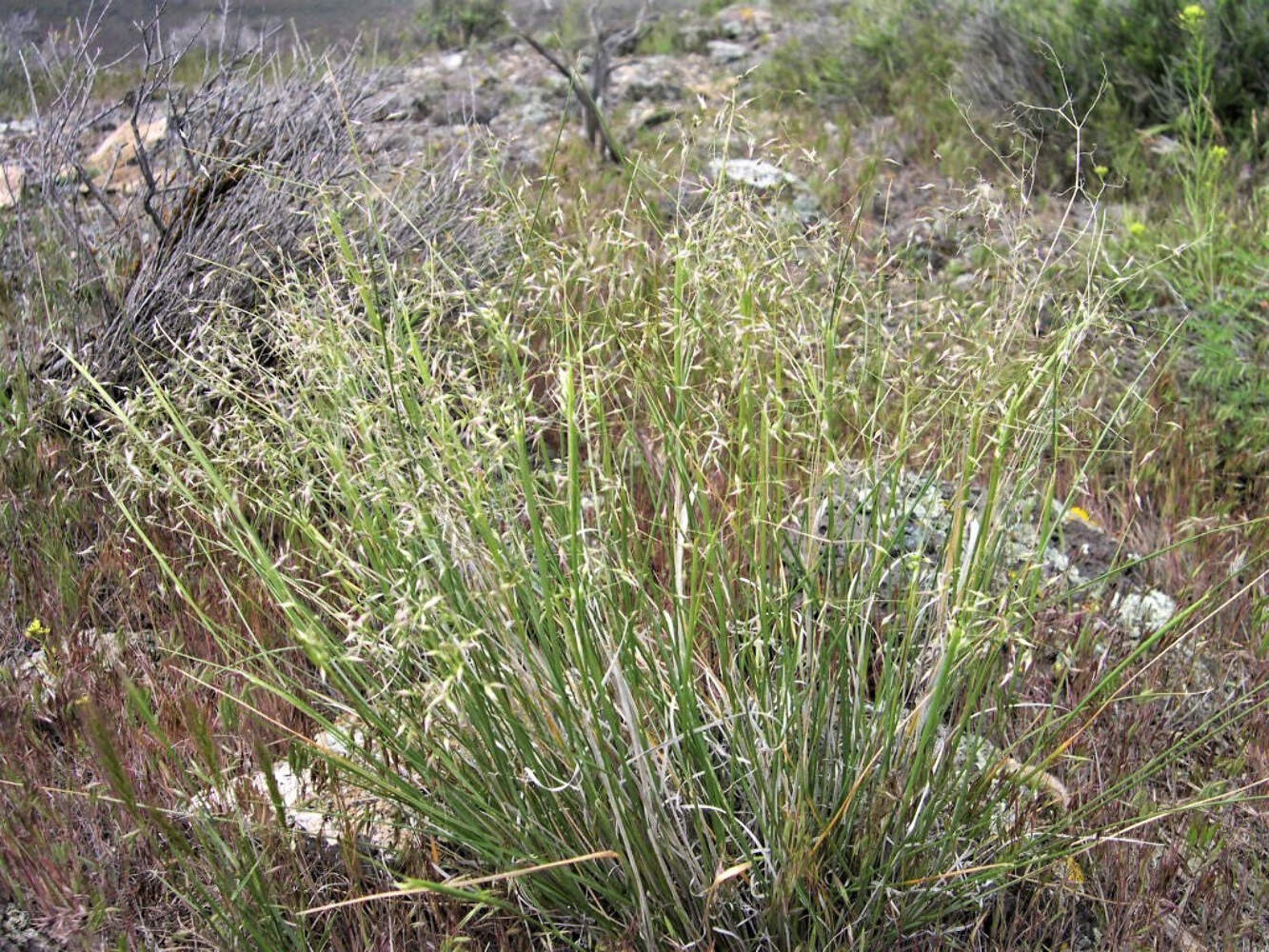 500 INDIAN RICEGRASS Nezpar Oryzopsis Hymenoides Sand Rice Grass Millet Seeds