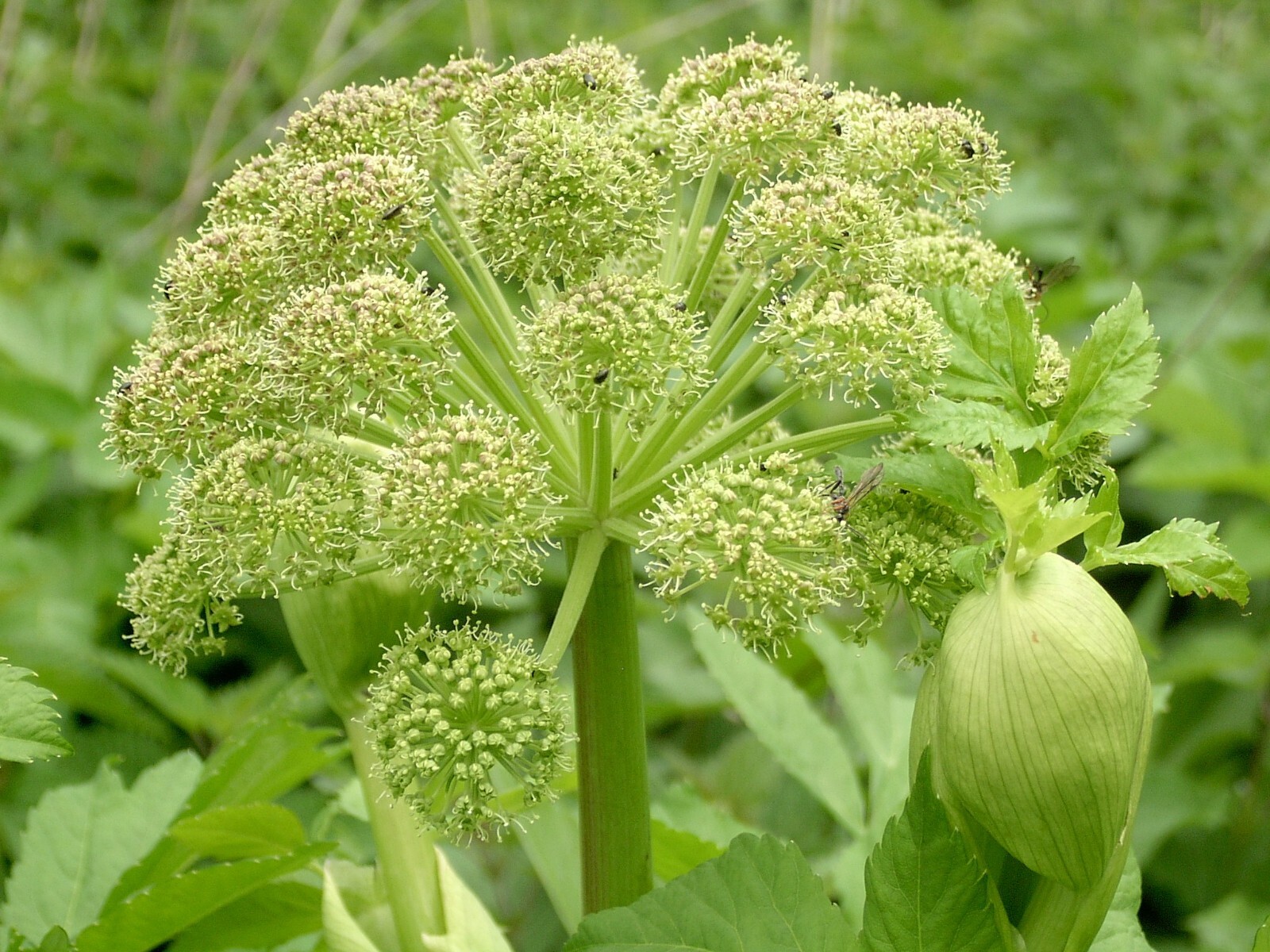 50 Angelica Seeds – Angelica archangelica – Non-GMO Heirloom Seeds