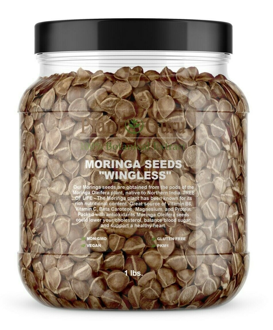 Moringa Oleifera Seeds WINGLESS Fresh Organic Semillas de Moringa Bulk Wholesale