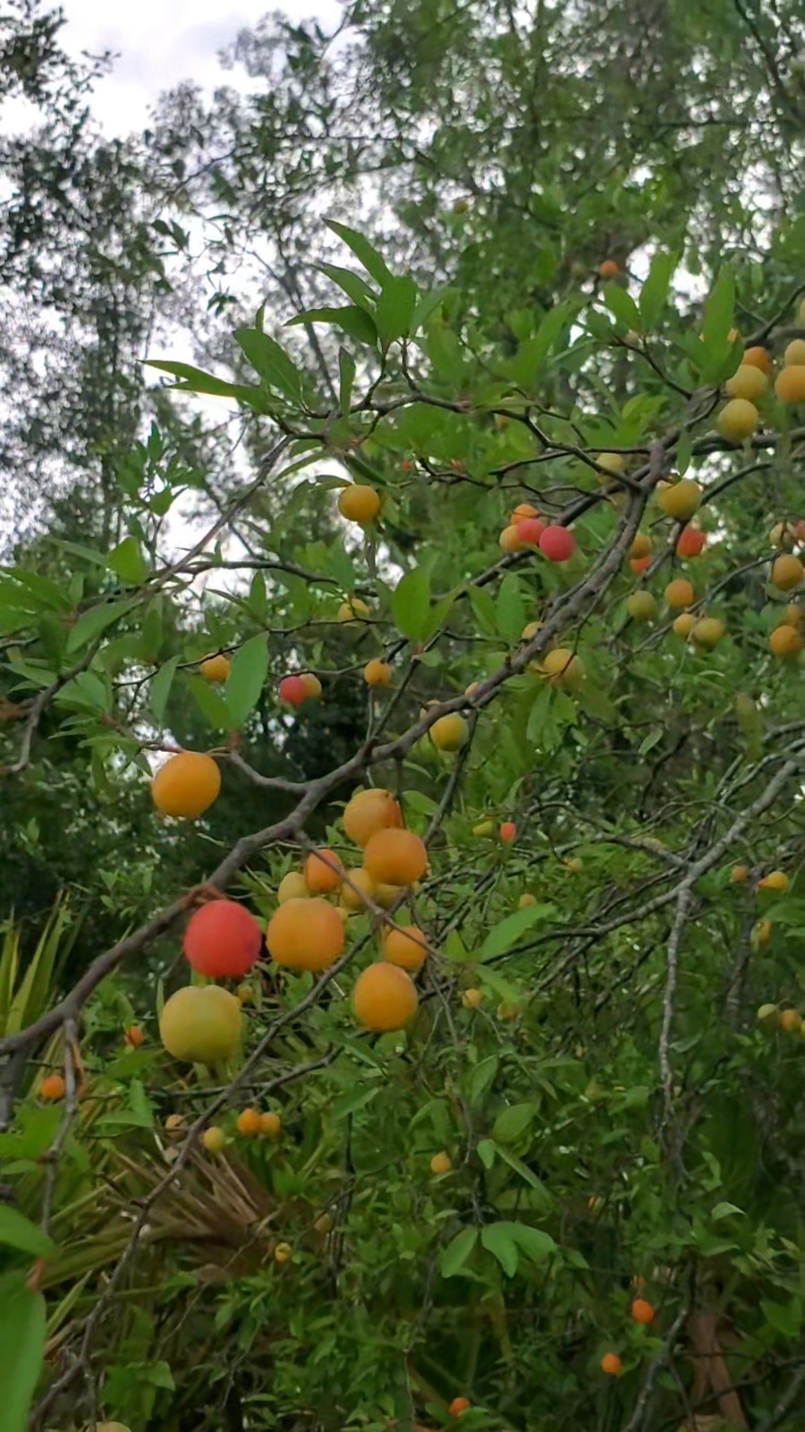 10+ Chickasaw Plum Seeds – Fresh 2026 Harvest | Beyond Organic