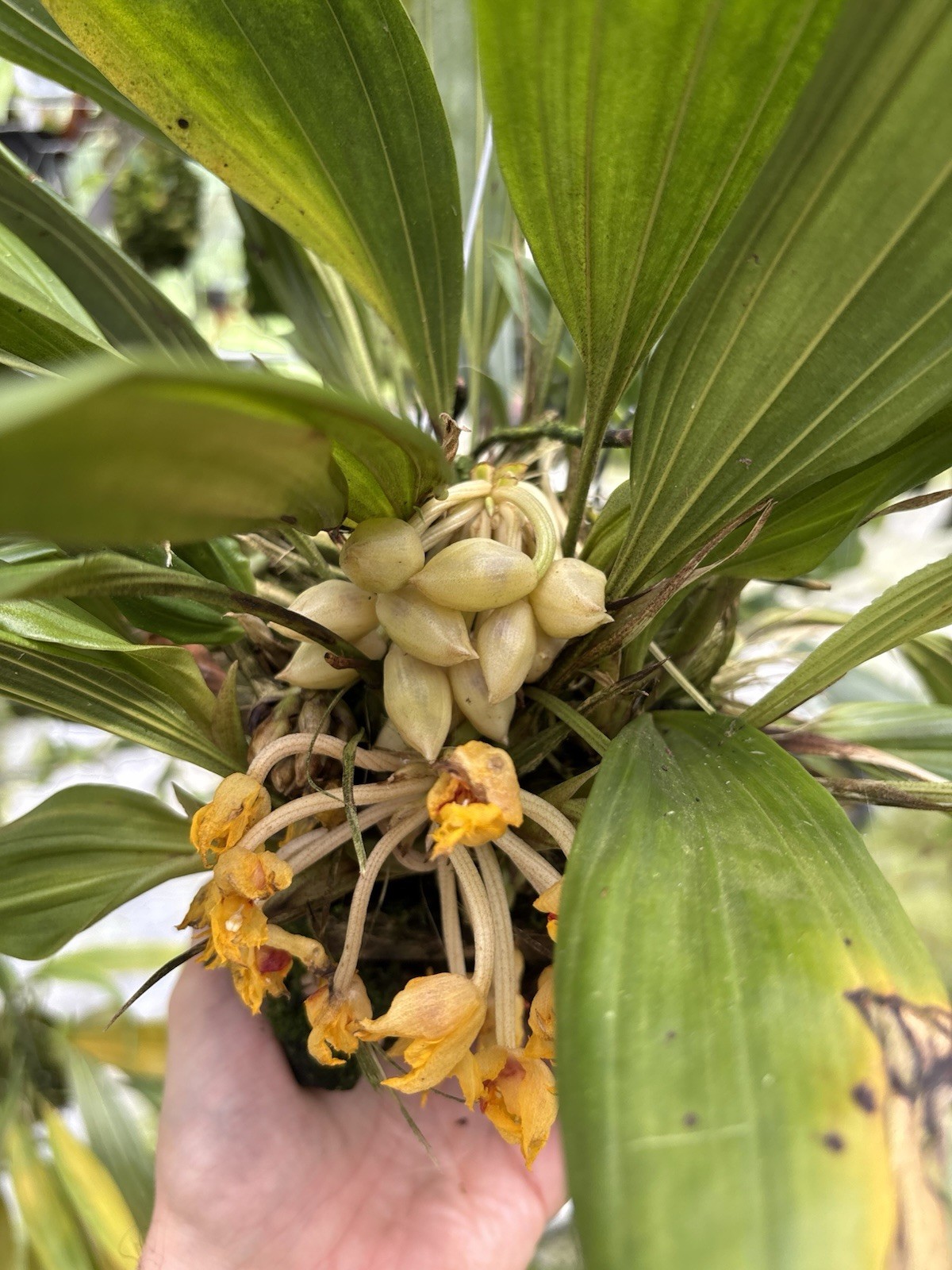 Sievekingia fimbriata XXL MANY SPIKES compact Orchid Species Stanhopea