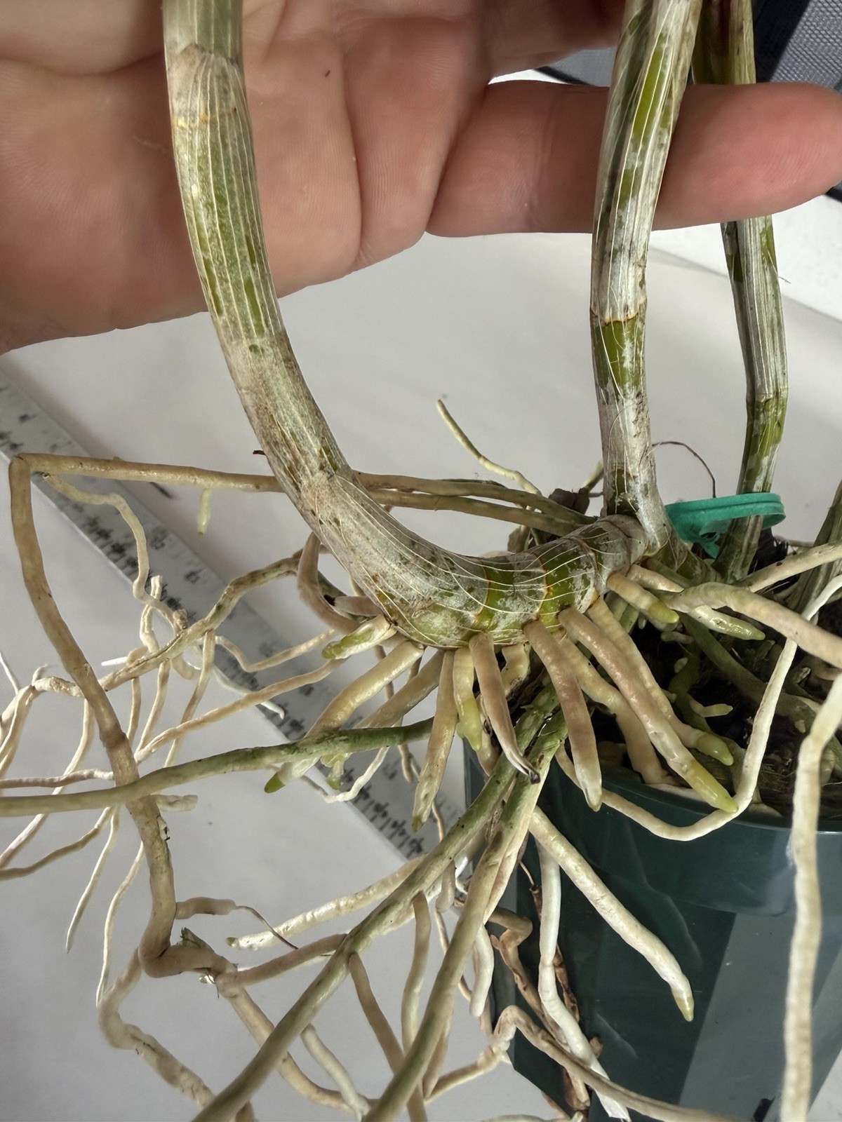 Den. Kranji Little Egret Dendrobium BLOOM SIZE Orchid Plant 0706