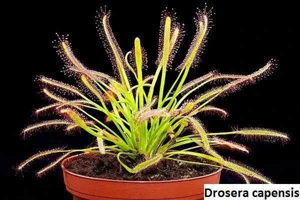 250+ Seeds Drosera Capensis ‘Typical’ Cape Sundew Carnivorous Plant Pink Flower