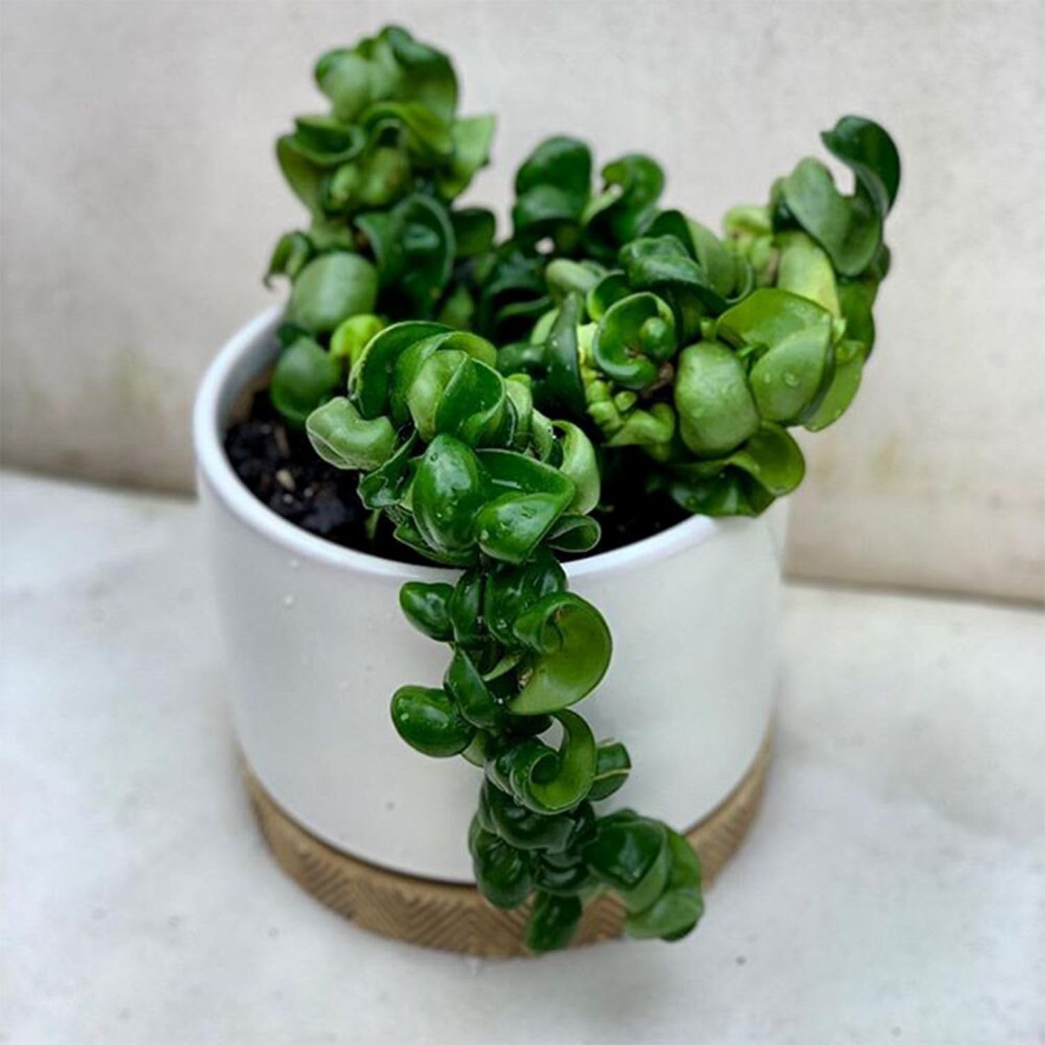 Hoya Compacta Hindu Rope Plant – 6-Inch Pot, Live Wax Flowering Indoor Plant