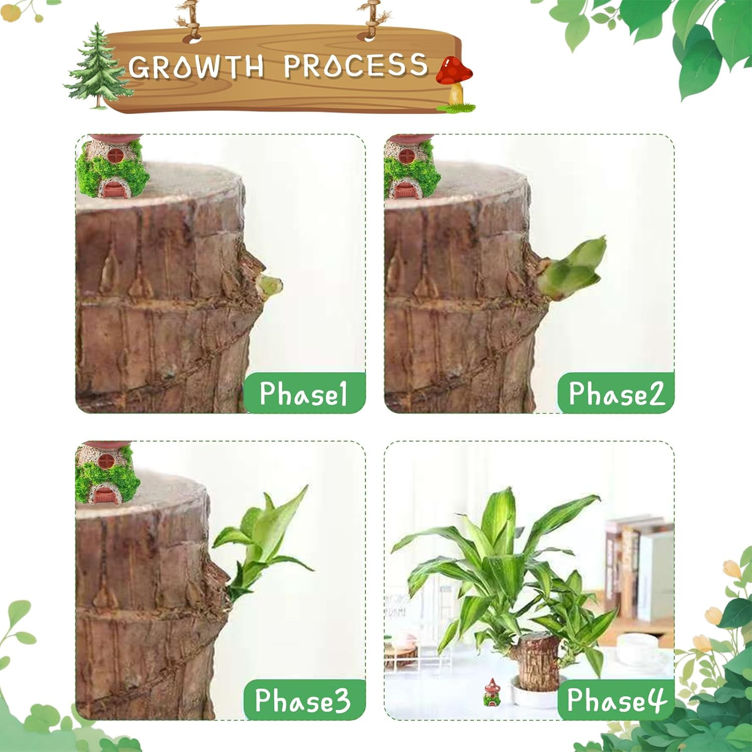 Brazilian Lucky Wood Plant,Fortune Brazil Wood Potted Plant with Mushroom House