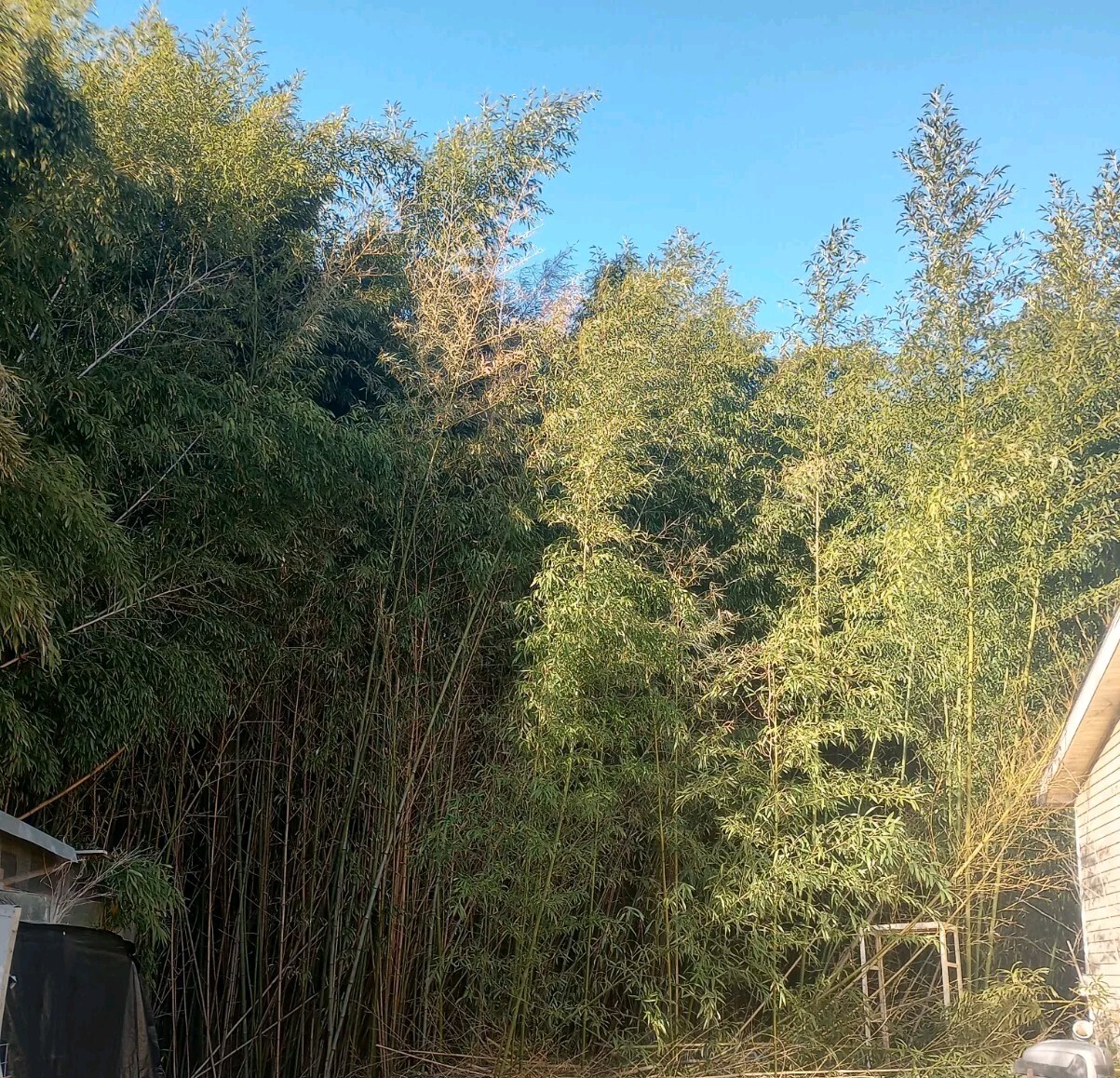 3 Bamboo Plants 3″ Live Starters Planting Now Organic All Season Rapid Growing